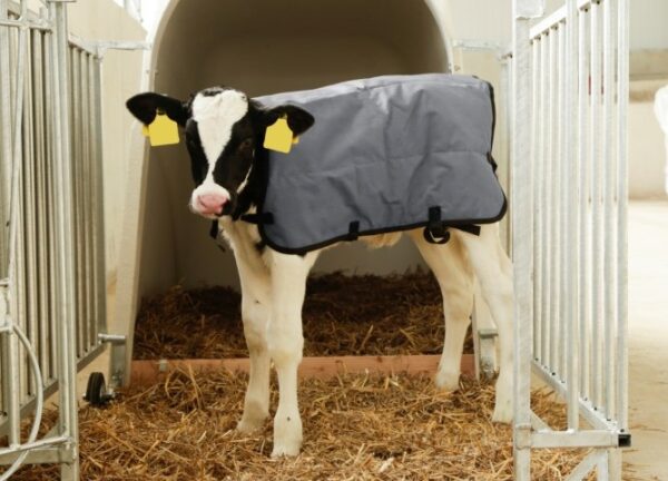Kalverdekje Bodywarmer Standaard 80cm - Afbeelding 2