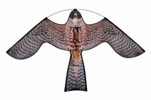 Reservevlieger Hawk kite roofvogelprint